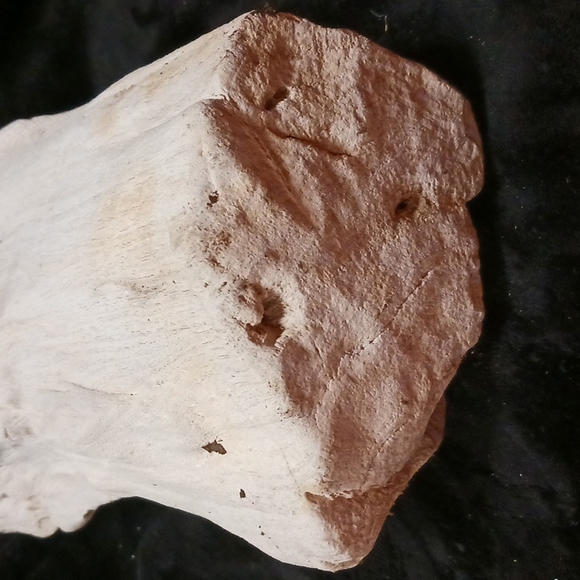 Petrified wood - Picture 5 of 16